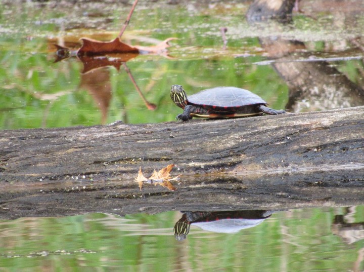 Midland Painted Turtle